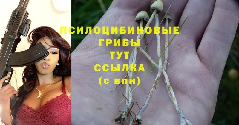 Галлюциногенные грибы Psilocybine cubensis  Семилуки 